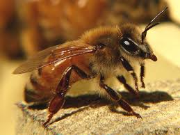 Nuova legge regionale sull'apicoltura